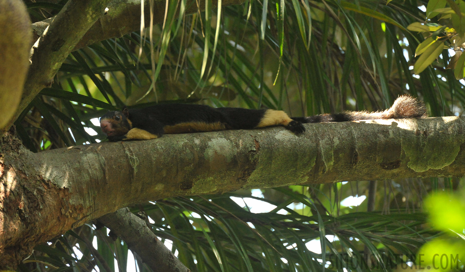 Ratufa macroura melanochra [550 mm, 1/320 sec at f / 8.0, ISO 5000]